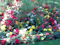 /album/fleursetplantesfleuries/photo073-jpg/