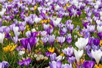 /album/fleursetplantesfleuries/a9420264-beaucoup-de-fleurs-de-printemps-neerlandais-crocus-dans-le-champ-jpg/