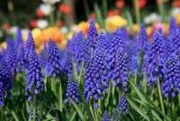 /album/fleursetplantesfleuries/a9562871-muscari-botryoides-flowers-also-known-as-blue-grapes-in-closeup-jpg/